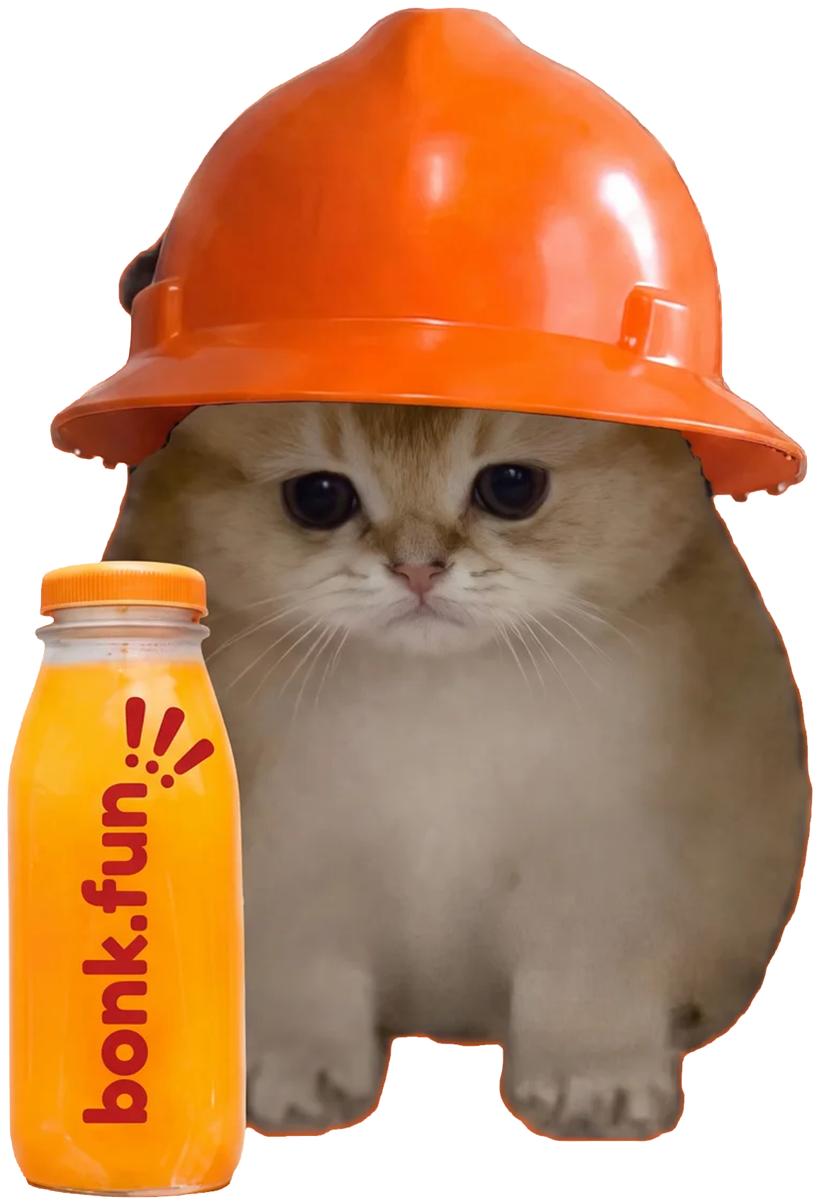 BONKCAT — the cat wearing an orange hard hat